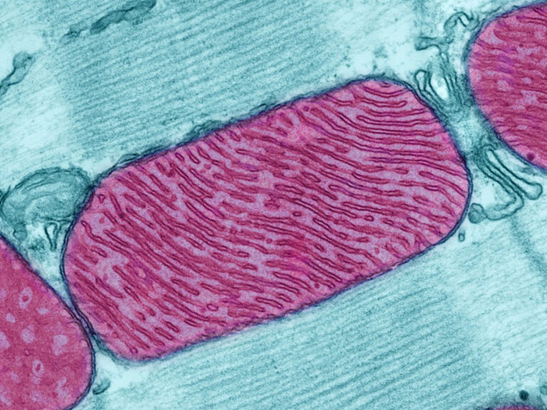 How to Boost Mitochondrial Health for Better Ageing