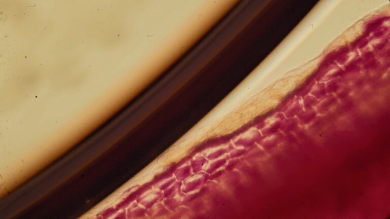 How DNA Damage Accelerates Ageing and How to Prevent It